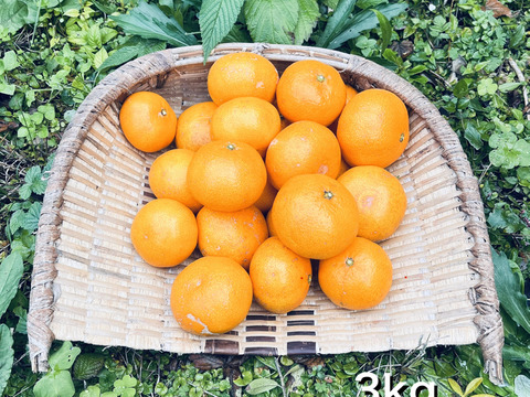 温州みかん(3kg)自然栽培