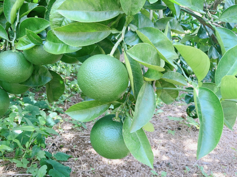 湘南育ちの美味しい文旦 3kg(8個程度)【化学肥料不使用・農薬使用30％未満】