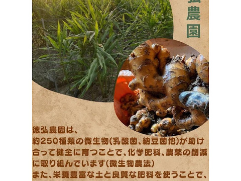 土佐の大生姜8㎏ 訳あり品 高知県産　
美味しさに変わりなし！小さいので料理に使いやすいです！