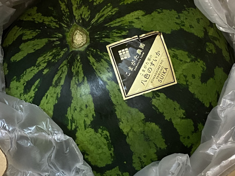 7月下旬より発送開始予定　とにかく甘い！プレミアム【大玉】八色産スイカ「こまがた家の八色のスイカ」（1玉あたり6~9kg）1玉