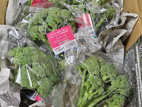 【他とは違う】茎まで甘い！濃厚な味わい！【TVで紹介】新品種 スイートブロッコリー 5個 カット少なく調理簡単！（静岡県磐田市産）