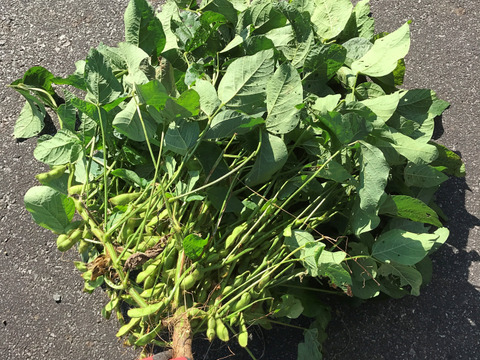 【自然栽培】丹波黒枝豆 サヤのみ1kg★農薬・肥料不使用｜旬の兵庫県産えだまめ