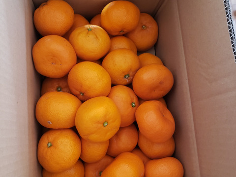 年明け発送〜♪
愛媛県産　かじ坊　みかん大玉！
家庭用　5ｋｇ！！