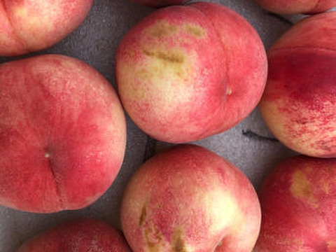 【 🍑お楽しみボックス🍑 】【 訳あり 】【 3000件突破‼️大人気‼️お試しに 】山形県天童産 桃 2.0k 【 果肉ジューシー 】さくらんぼとご一緒に！