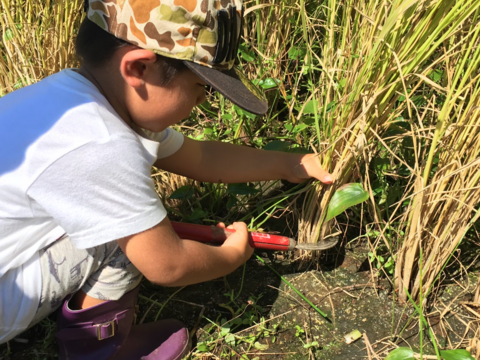 【令和7年産・新米】栽培期間中農薬不使用【亀の尾】白米・4kg　あっさりとした上品な味わい　こぴっと米