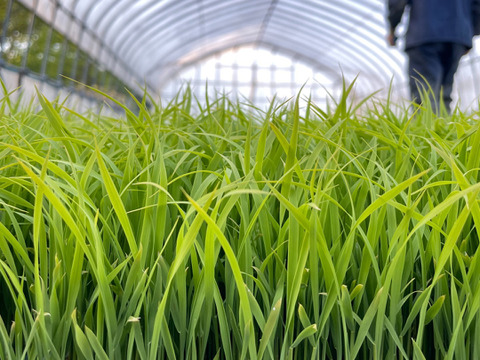 特別栽培米コシヒカリ（玄米）10kg　令和4年石川県産