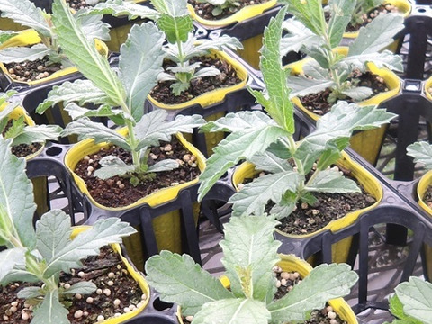 2個セット バーベナ リギダ ポラリス  宿根草 多年草 花壇苗 イングリッシュガーデン