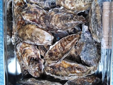 牡蠣 冷凍ＳＳサイズの蒸し缶２ｋｇ 宮城県産 殻付き 牡蠣 殻付き  牡蠣 殻付 蒸しカンカン 加熱用 貝 貝類 松島牡蠣屋 生牡蠣 冷凍牡蠣 カキ 牡蛎 kaki かき