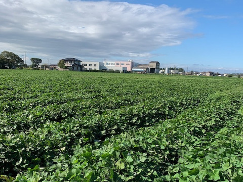 完全天日干し！だるまやさんのほしいも 平干し180g×4袋