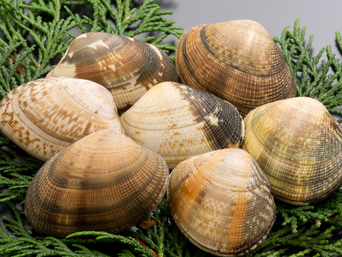 完全国産活あさり【さりひめ】1kg