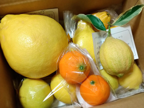 いろんなレモンのおまかせセット化学農薬不使用・希少レモン入り【柑橘食べ比べ】