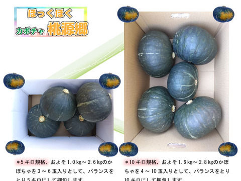 熊本県あしきた産　完熟ホクホク！桃源郷カボチャ【10キロ　５～10玉入り】