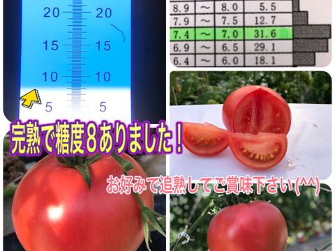 栃木県産 大玉トマト4kg