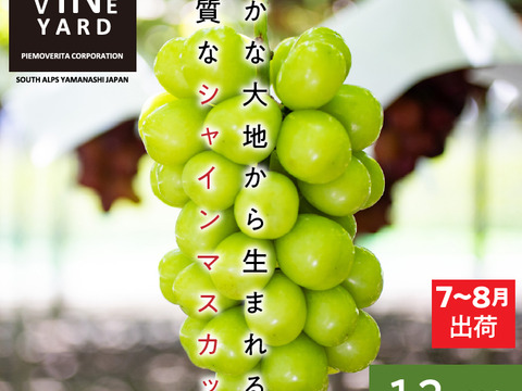 皮ごとパクリ！とっても甘くて美味しいプレミアム‼ 温室栽培シャインマスカット (1.2㎏以上 2～3房)お中元・ギフト・贈り物用に【夏ギフト】【贈答品】【特秀品】【秀品】