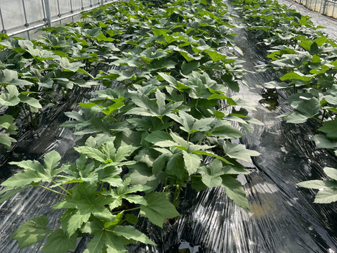 南の島のオクラ1kg