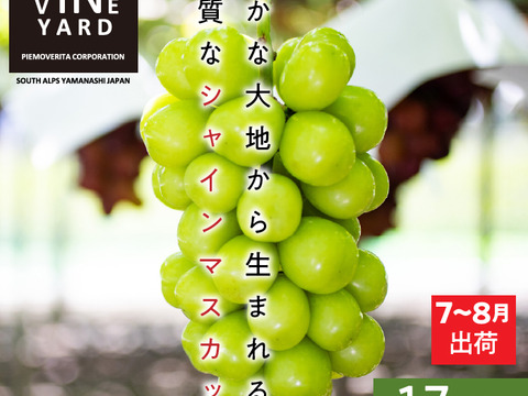 皮ごとパクリ！とっても甘くて美味しいプレミアム‼ 温室栽培シャインマスカット (約1.7㎏ 3～4房)お中元・ギフト・贈り物用に【夏ギフト】【贈答品】【特秀品】【秀品】