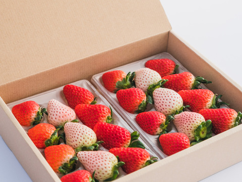 紅白いちご３品種食べ比べセット　240g×2p　【冬ギフト】