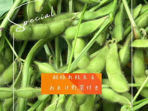 【おまけ有】 限定 極上2～4粒枝豆選定品❗ 1.0Kg(500g×2袋) 🤗 贈答品にもオススメ🍀 朝取出荷 鮮度抜群 香り枝豆 ✨『月夜音(つきよね)』 ✨👨‍🌾晴れの国おかやま 国産枝豆