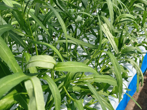 【農薬不使用】茎までやわらか！至宝の空芯菜（エンサイ）（500g）