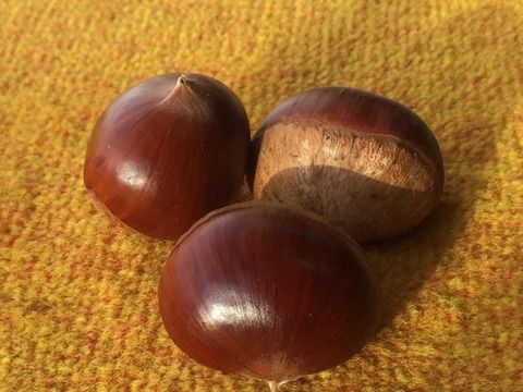 【農薬不使用】大粒で上品な味わい！遠州和栗(2kg)