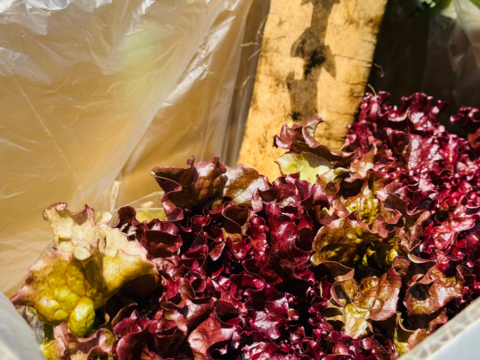 【緊急】15名様限定　サニーレタスと大根の野菜セット　【大特価】