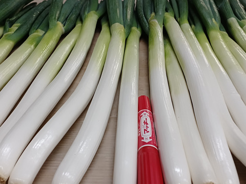 数量限定✅皮むき白ネギ✅極太2Lサイズ【4本増量】24本❗❗4,080円→2,380円✅