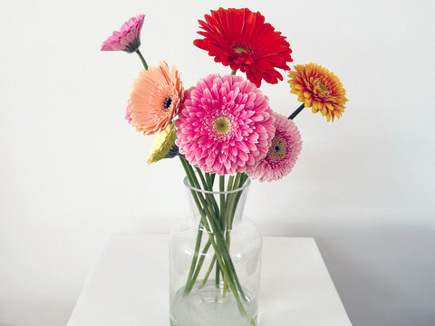 【10本】おまかせ厳選産直ガーベラ / スタンダードから変わり咲きまで贅沢セット (40cm)