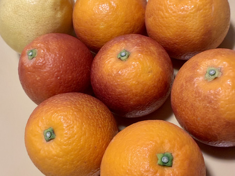 箱込約1㌔　ブラッドオレンジモロ　予約1月