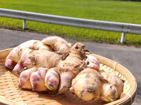 【近江生姜】薬味用生姜　5kg