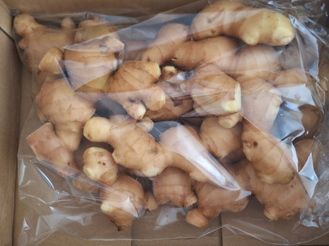 R7【四万十 町産】R7.10月収穫2㎏（洗い生姜、土佐一 生姜）