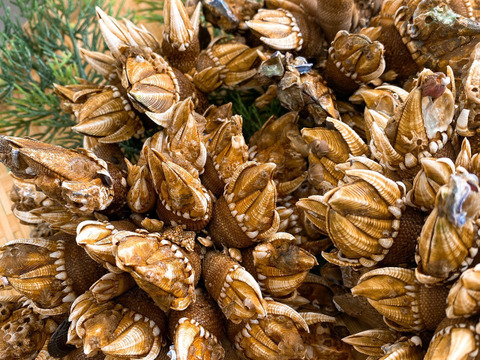 【浜名湖産】天然カメノテ1キロ入り