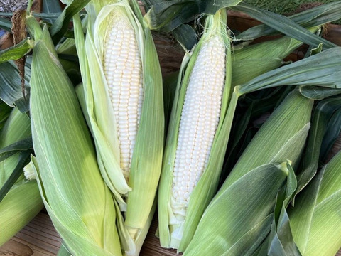 ホイップコーン 5000粒以上 ホイップコーン 5000粒以上 ホイップコーン スイートコーン