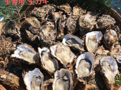 牡蠣好き歓喜の30%増量中！三重県産 殻付き 浦村かき M～Lサイズ 30個入り（約3.3kg前後）（3～6人前）【生牡蠣】【生食用】貝類 海鮮 バーベキューに BBQ お歳暮 母の日ギフト