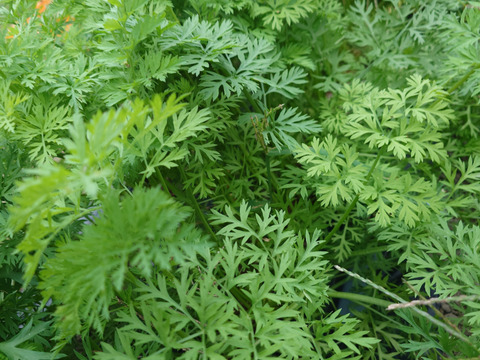 自然栽培　農薬不使用　無肥料　固定種  人参葉 品種 自然農法 にんじん葉つき1キロ60サイズ