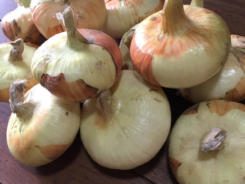 数量限定、激レア❗️自然栽培淡路島早生玉ねぎ　固定種　貝塚早生