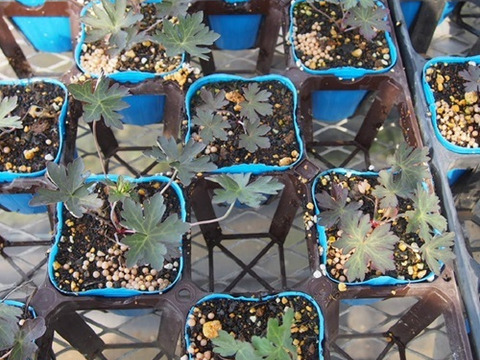 2個セット  ゲラニウム プラテンセ ダークレイター  カラーリーフイングリッシュガーデン 花苗 多年草 宿根草