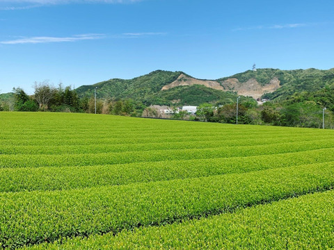 【福袋2026】特別価格＆㊙おまけ付　吉良茶6種詰め合わせセット