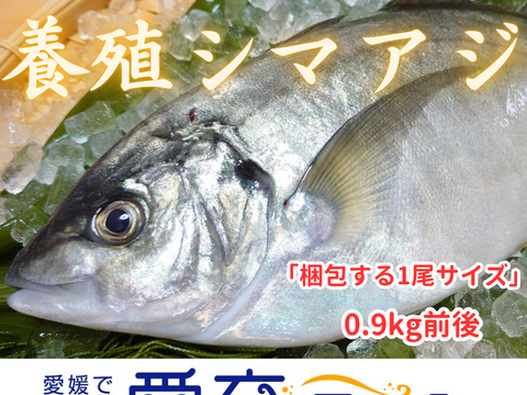 “アジ界の最高峰”　養殖シマアジ！（2尾入）/箱