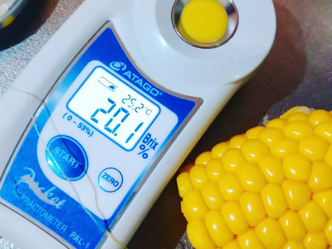 平均糖度20度　豊とうきび　８本セット