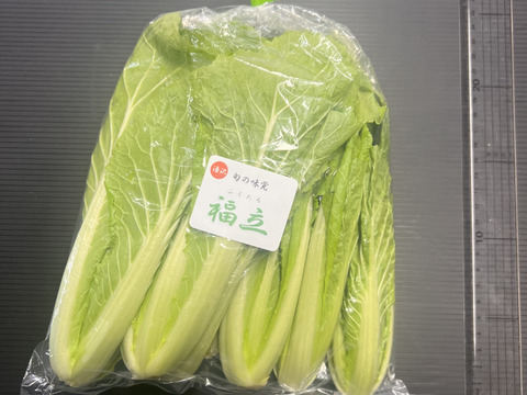 【三関せり× 福立】伝統野菜 鍋 セリ鍋 きりたんぽ鍋  天ぷら せり 三関産せり しゃぶしゃぶ セリ 家庭 ギフト お歳暮 クリスマス すき焼き 家庭 雑煮 七草 お取り寄せ野菜