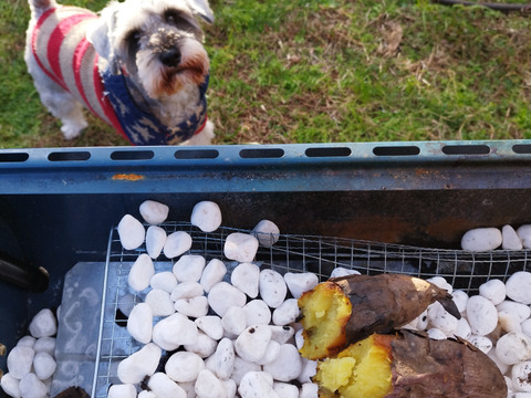 🌟朝ドラで話題の糸島野菜🌟栽培期間中、農薬・化学肥料・除草剤不使用❕1ヶ月熟成してからお届け❕ねっとり甘～い紅はるか（３キロ）※熨斗対応有※