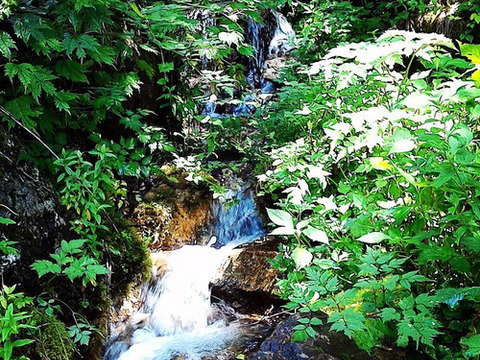 農薬化学肥料不使用栽培の玄米餅　　焼き餅は香ばしく柔らかく玄米が苦手な方にも美味しく召し上がれます！