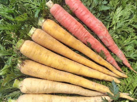 【4色】カラフルにんじん700g(5-7本程度)【葉なし・土付き】