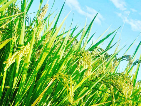 ３種食べ比べセット！キヌムスメ・にこまる・ミルキークイーン 2026年産「岡山県産お米」２kg×３個セット