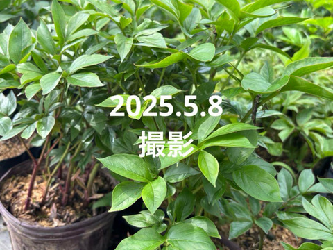 芍薬の苗　4芽以上　5号鉢