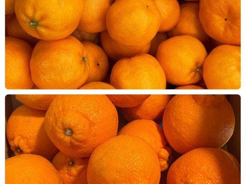 【柑橘食べ比べ】ポンカン２ｋｇ×デコ(不知火)２ｋｇ　旬の柑橘食べ比べセット！