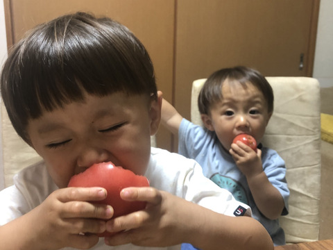 【順次発送:3kg】樹上完熟！美味しい桃太郎トマト大きさ色々