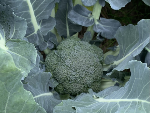 大槻農園の朝摘みブロッコリー｜標高1100mの高原育ち！鮮度バツグンのシャキシャキ食感（5〜8株入り）