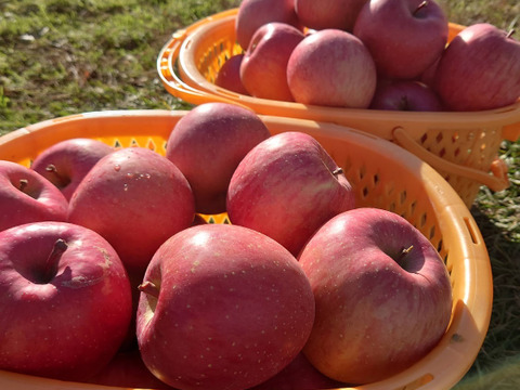 【お届け日指定可能】甘み・酸味・歯ごたえの黄金バランス！秋田県産『ふじ』3kg