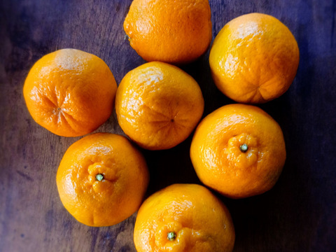 1月下旬以降発送予定）自然栽培　樹上完熟ぽんかん3kg(無選別）